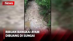 Pemilik Buang Ribuan Bangkai Ayam ke Sungai Musi Rawas, Warga Keluhkan Bau Busuk Menyengat
