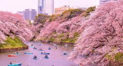 Viral Turis Indonesia Diduga Merusak Pohon Sakura di Jepang, Netizen: Malu-maluin!