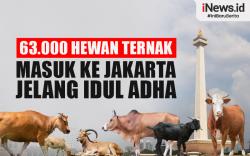 Infografis 63.000 Hewan Ternak Masuk ke Jakarta Jelang Idul Adha