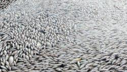 Duh, Ratusan Ribu Ikan di Waduk Vietnam Mati akibat Gelombang Panas