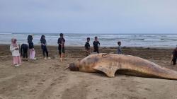 Penampakan Ikan Duyung di Pantai Lebak Selatan, Mati Terdampar Jadi Tontonan Warga<