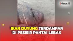 Terdampar di Pesisir Pantai Lebak, Warga Terpaksa Bakar Bangkai Ikan Duyung 4 Meter