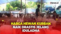 Jelang Iduladha, Harga Hewan Kurban di Cimahi Naik Drastis