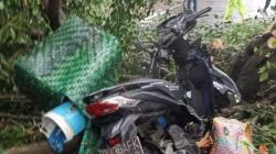 Tragis, Perempuan Pengendara Motor Tewas Tertimpa Pohon Tumbang di Medan<