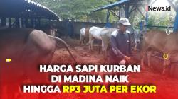 Harga Sapi Naik Rp3 Juta, Pedagang di Mandailing Natal Keluhkan Sepinya Penjualan Jelang Hari Raya Kurban
