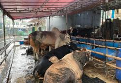 Pedagang Hewan Kurban Keluhkan Penurunan Daya Beli Masyarakat Tahun Ini
