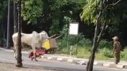 Sapi Kurban di Sleman Ngamuk, Tendang 2 Anak Kecil dan Kabur ke Jalan Raya<