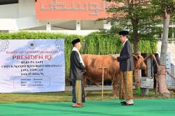 Penampakan Sapi Simental 1,25 Ton Diserahkan Presiden Jokowi 