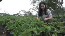 Kisah Gadis Cantik di Mamasa Sukses Budi Daya Stroberi di Pekarangan Rumah<