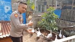 Kisah Sukses Polisi di Asahan Ternak Entok Jumbo, Setiap Bulan Terjual Ratusan Ekor<