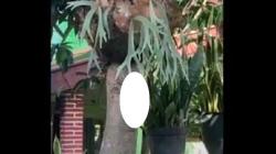 Motif Pria di Malang Tega Paku Kucing di Pohon, Kesal Sering Buang Kotoran Sembarangan