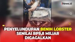 Bea Cukai Gagalkan Penyelundupan Puluhan Ribu Benih Lobster Senilai Rp9,8 Miliar di Bandara Soetta