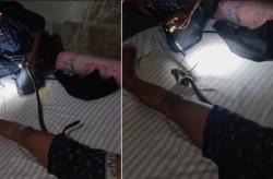 Viral, Evakuasi Ular Kobra dari Celana Dalam Pria yang Sedang Tidur, Netizen: Telurnya Mana?