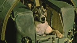 Kisah Sedih Laika, Anjing Pertama yang Dikirim ke Orbit Bumi