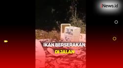 Truk Terguling di Mamuju, 5 Ton Ikan Berserakan di Jalan