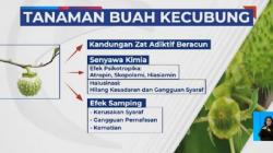 Kenali Bahaya Buah Kecubung, Bisa Bikin Mabuk sampai Gila Berujung Kematian<