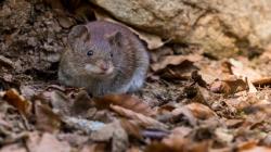 Viral Cara Usir Tikus di Rumah Pakai Audio Ultrasonik Bikin Warganet Penasaran: Nanti Coba Ah!