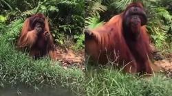 Viral Orang Utan Berukuran Besar Minta Makan ke Warga, Netizen: Sedih Liatnya 