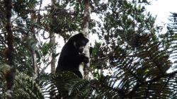 Mengenal Dingiso atau Bakaga, Binatang Sakral dan Langka dari Hutan Papua