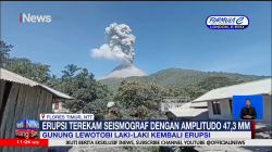 Erupsi Gunung Lewotobi Laki-Laki Muntahkan Abu Vulkanik Setinggi 700 Meter