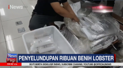 Polisi Tangkap Dua Pelaku Penyelundupan Benih Lobster di Bandara Soetta