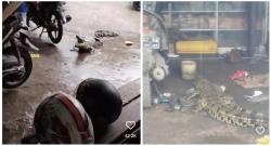 Viral Buaya Masuk Bengkel Bikin Mekanik dan Konsumen Panik, Netizen: Mau Perbaikan Jok?