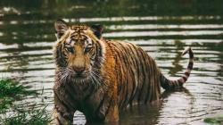 Kenapa Harimau Tak Ada di Afrika? Ternyata Begini Penjelasannya