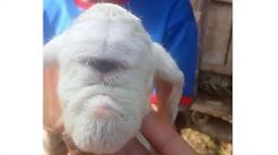 Geger! Kelahiran Anak Domba Mata Satu dan Tak Punya Hidung di Cianjur<