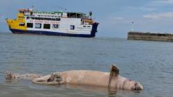 Bangkai Pesut Sepanjang 1,5 Meter Terdampar di Pelabuhan Tanjung Kalian Mentok<