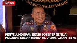 TNI AL Gagalkan Penyelundupan Ratusan Ribu Benih Lobster Senilai Rp37 Miliar 