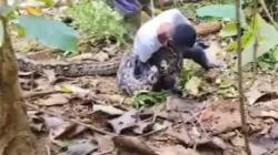 Viral Pria di Muna Tangkap Ular Piton Raksasa Panjang 7 Meter dengan Tangan Kosong<