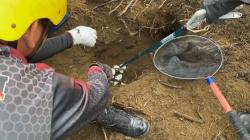 Heboh, Belasan Telur Ular Ditemukan di SDN 44 Lubuklinggau saat Siswa Gelar Lomba HUT RI<