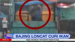  Viral, Bajing Loncat di Medan Curi Ikan dari Truk 