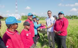 Petani di Badung Mulai Gunakan Mesin Panen Padi Modern Combine Harvester<