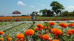 Petani di Lumajang Berinovasi dengan Tanaman Refugia, Tampak Cantik Warna-warni<