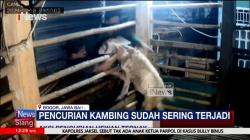 Aksi Pencurian Hewan Ternak Kambing di Bogor Terekam CCTV