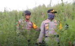 Polisi Temukan Puluhan Ribu Tanaman Ganja di TN Bromo Semeru Lumajang<