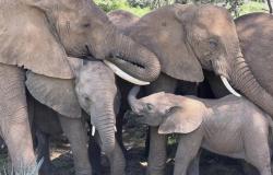 Tragis! Pasutri Tewas Mengenaskan Diinjak-injak Gajah