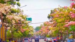 Bunga Pohon Tabebuya Bermekaran di Sepanjang Jalan Protokol Bojonegoro, Jadi Spot Foto Warga<