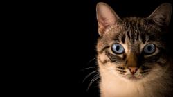 Misteri Kematian Belasan Kucing di Malang, Diduga Diracun OTK