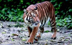 Mengerikan! Petani di Riau Lolos dari Maut Setelah Bertarung Sengit dengan 3 Harimau<