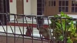 Heboh Ratusan Tikus Masuk Permukiman Warga Karawang, Fenomena Apa?<