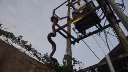 Merinding! Ular Piton 4 Meter Tergantung di Trafo PLN Kotawaringin Barat<