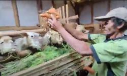 Viral Petani di Banjarnegara Mengamuk Buang Wortel karena Harga Anjlok Rp300 per Kg<