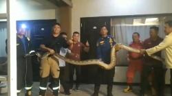 Kemunculan Ular Piton Berukuran Besar Kejutkan Tamu dan Pegawai Hotel Ternama di Bengkulu<