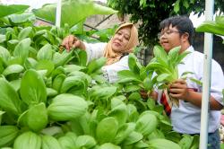Siswa Berkebutuhan Khusus Panen Pakcoy di Kebun Sekolah