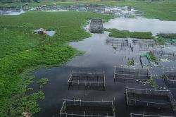 Budi Daya Ikan Air Tawar di Danau Balang Tonjong untuk Ketahanan Pangan