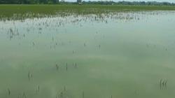 Tanggul Sungai Jebol, Ratusan Hektare Sawah Terendam Banjir<