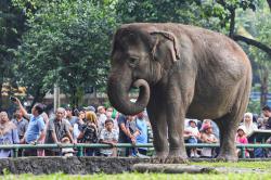 Libur Tahun Baru 2026, Pengunjung Ragunan Tembus 113.000 Orang