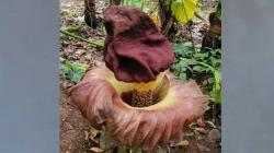 Heboh Bunga Bangkai 50 Cm Tumbuh di Lahan Pemakaman Cirebon<